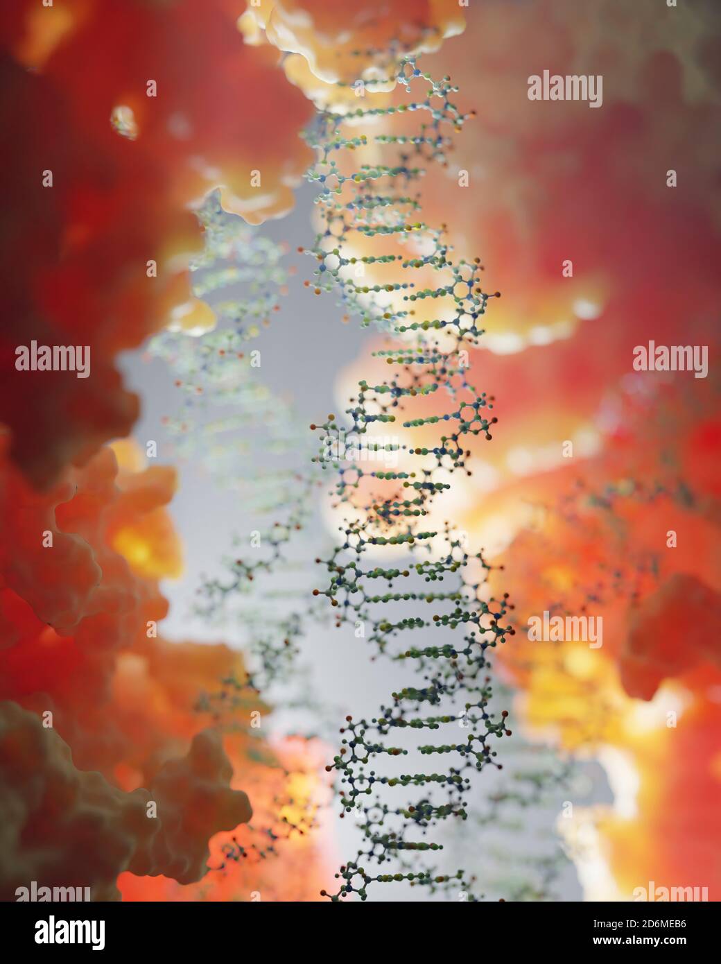 DNA, carrying genetic instructions, resides in the cells nucleus where it interacts with various proteins in various processes, such as replication. Stock Photo
