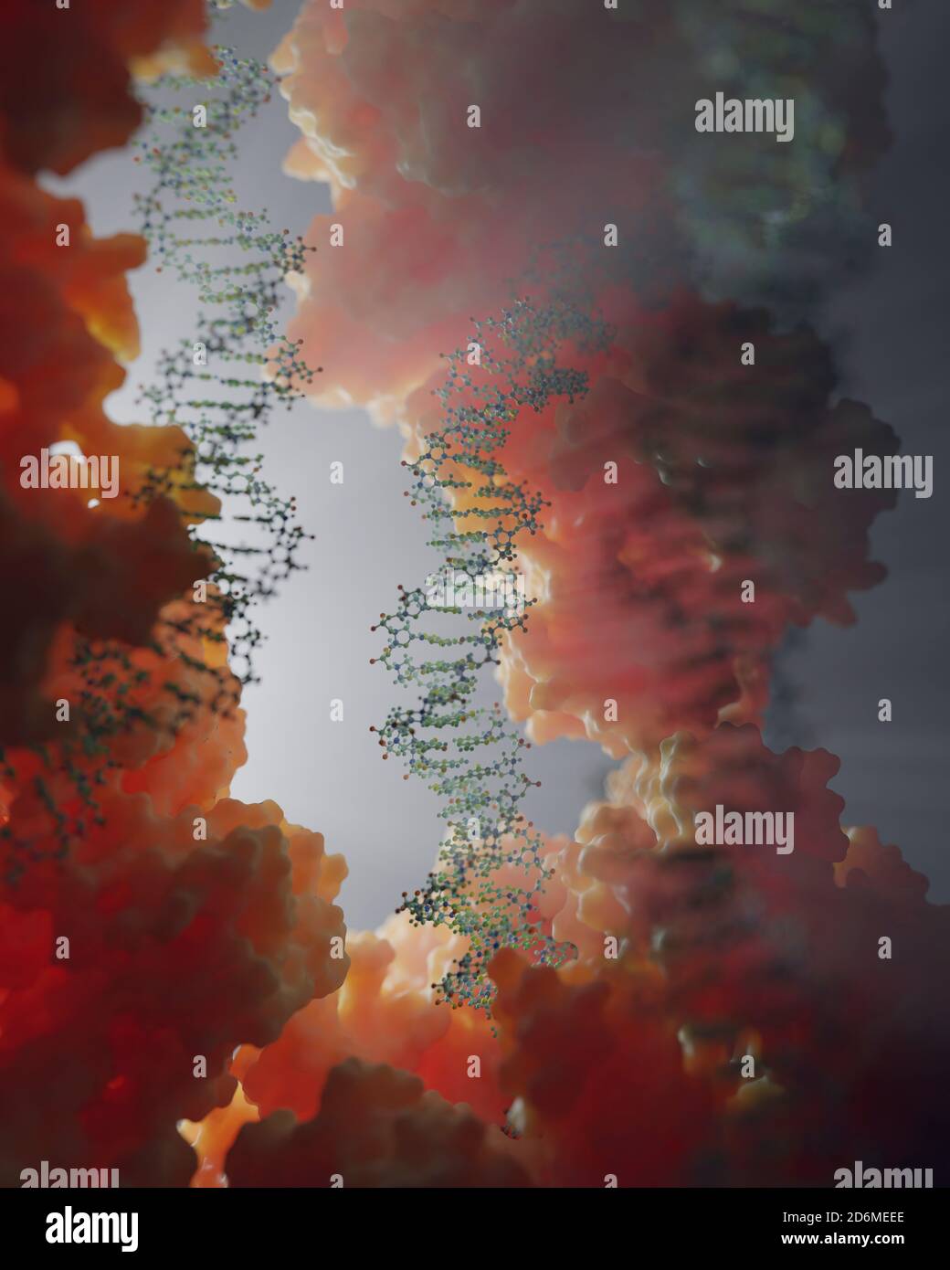 DNA, carrying genetic instructions, resides in the cells nucleus where it interacts with various proteins in various processes, such as replication. Stock Photo