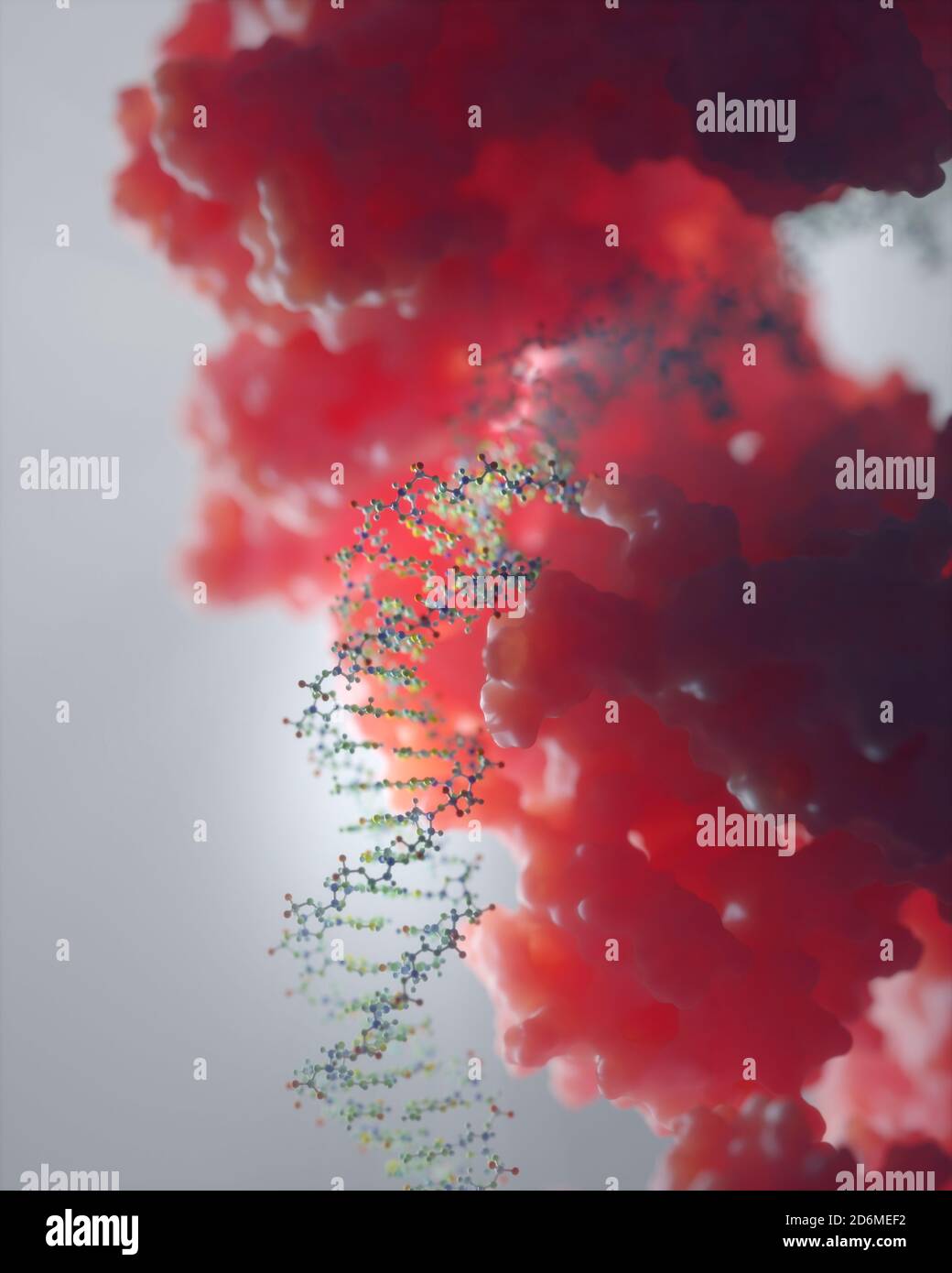 DNA, carrying genetic instructions, resides in the cells nucleus where it interacts with various proteins in various processes, such as replication. Stock Photo