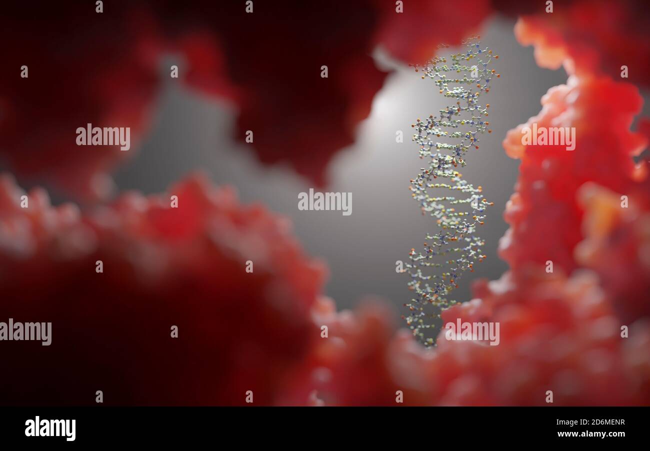 DNA, carrying genetic instructions, resides in the cells nucleus where it interacts with various proteins in various processes, such as replication. Stock Photo