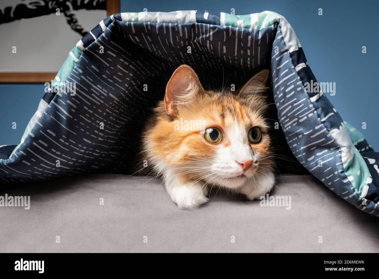 Scared cat hiding hires stock photography and images Alamy
