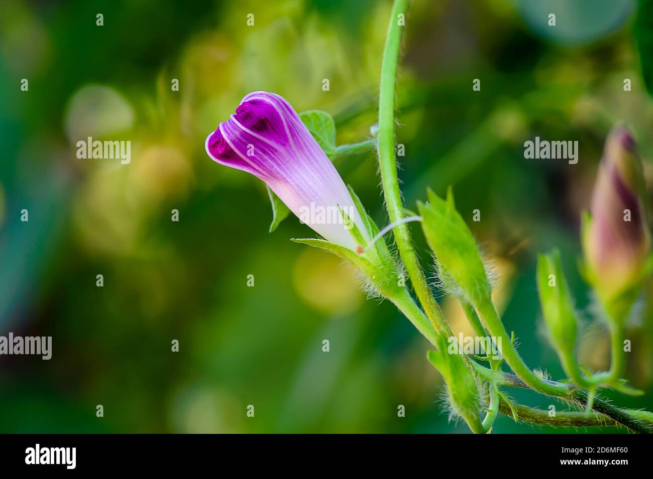 Бутон вьюнок,красивый цветок , цветущий летом Stock Photo