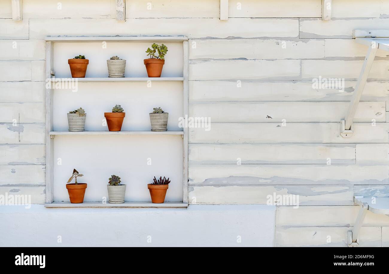 On a white painted old wall shelf with potted houseplants in a row ...