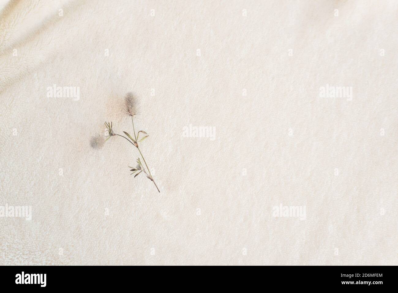 A wild fluffy flower lies on soft cozy plaid made of white fabric  Stock Photo