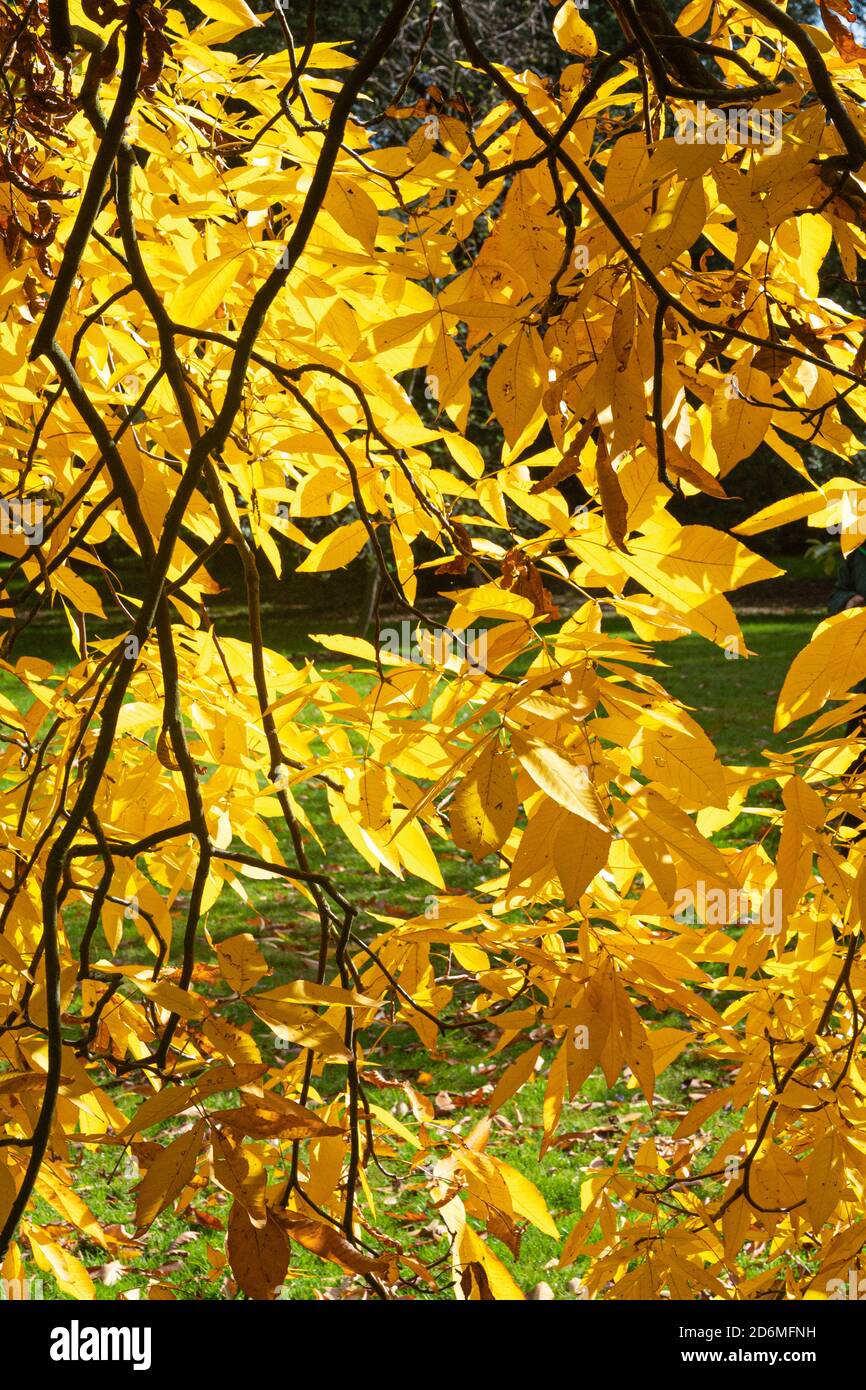 Beautiful yellow leaves of the Carya ovata tree, commonly known as the shagbark hickory, during sunny autumn day Stock Photo