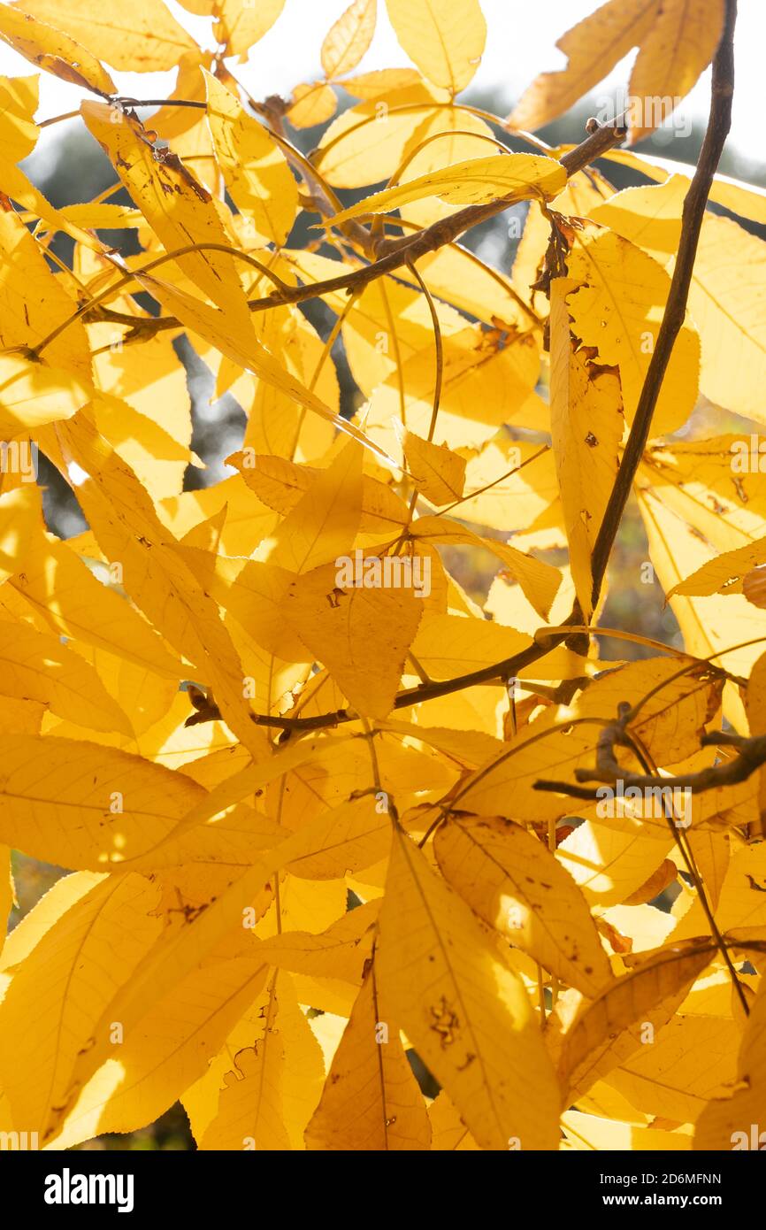 Beautiful yellow leaves of the Carya ovata tree, commonly known as the shagbark hickory, during sunny autumn day Stock Photo