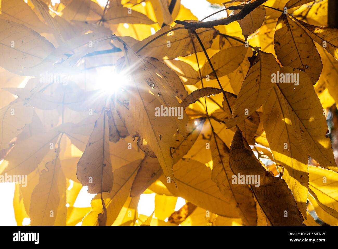 Sun shining through the beautiful yellow leaves of the Carya ovata tree, commonly known as the shagbark hickory Stock Photo