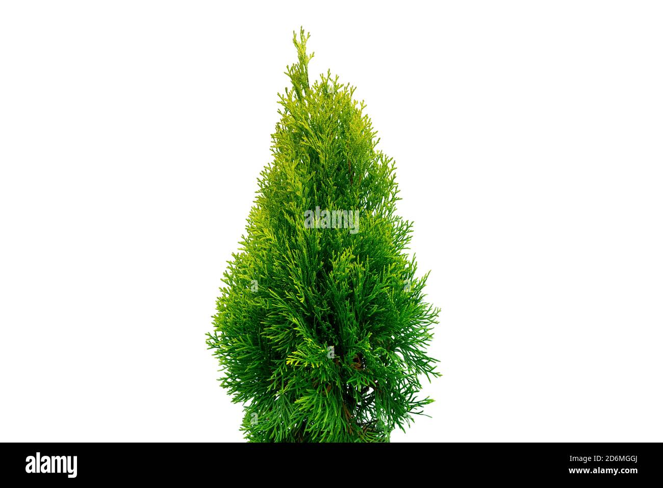 Thuja occidentalis smaragd isolated on white background with clipping path. Green thuja isolated on white background. Evergreen coniferous tree. Cypre Stock Photo
