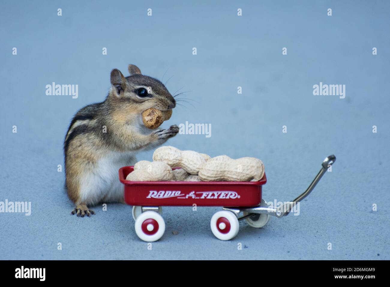 A chipmunk eating peanuts Stock Photo Alamy