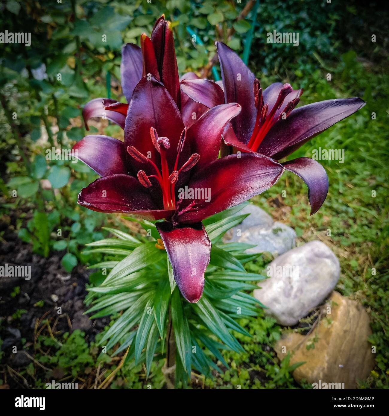Es Kompliment Citron flowers and buds of dark burgundy lily in the garden Stock Photo - Alamy