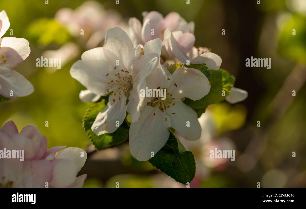 Close up of an apple blossom Stock Photo