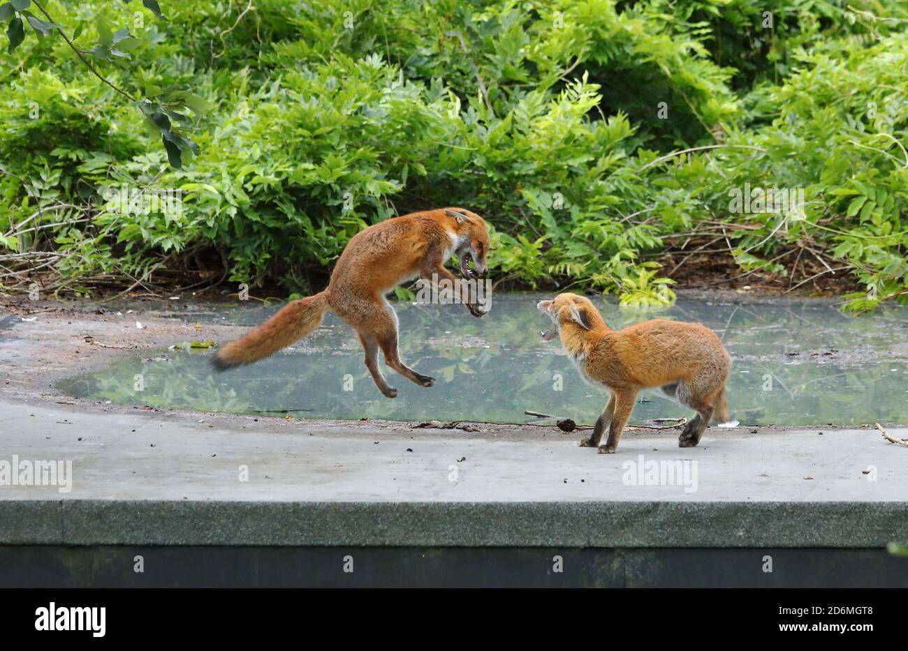 Wild, urban red foxes, vulpes vulpes, play fighting in Birmingham, England, UK. Stock Photo