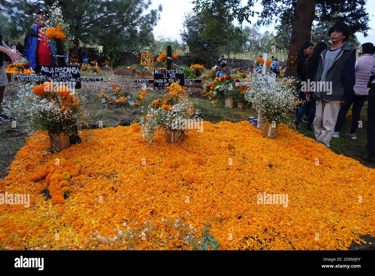 Truckloads of marigolds (Mexico's  "flower of the dead") are grown and used in its Day of the Dead holiday to decorate graves of loved ones. Stock Photo