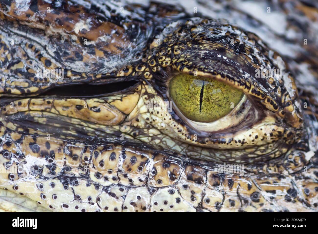 crocodile green eye closeup Stock Photo