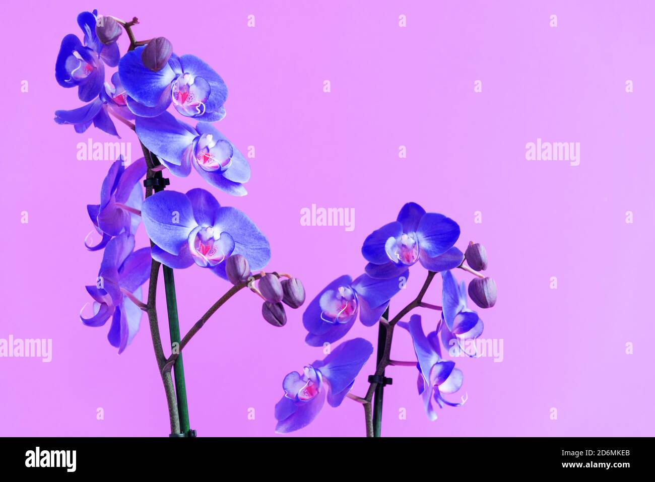Purple moth orchid flower close up, blooming Phalaenopsis Stock Photo