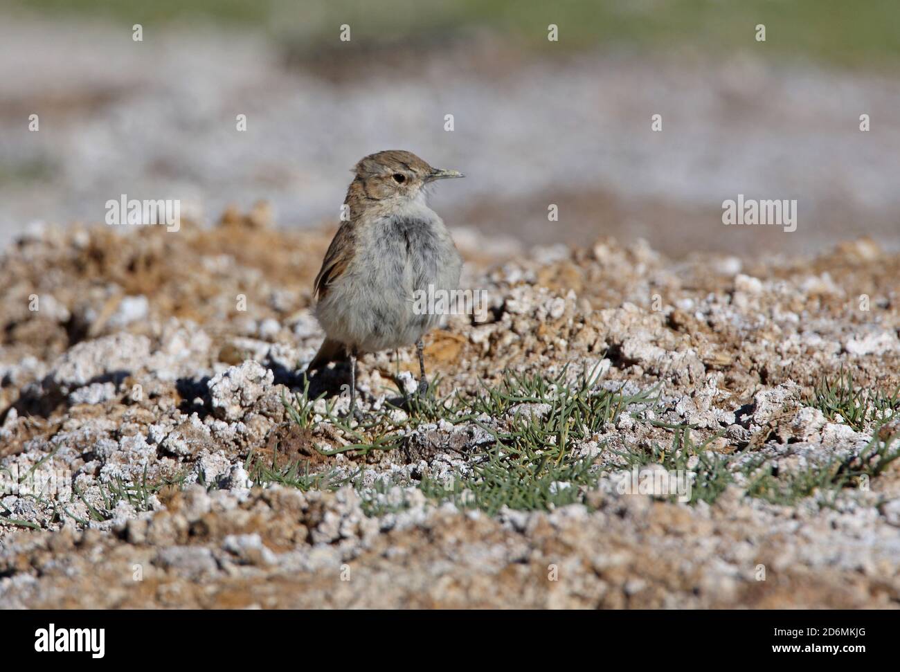 Puna Miner (Geositta punensis) adult on saltflats  Jujuy, Argentina             January Stock Photo