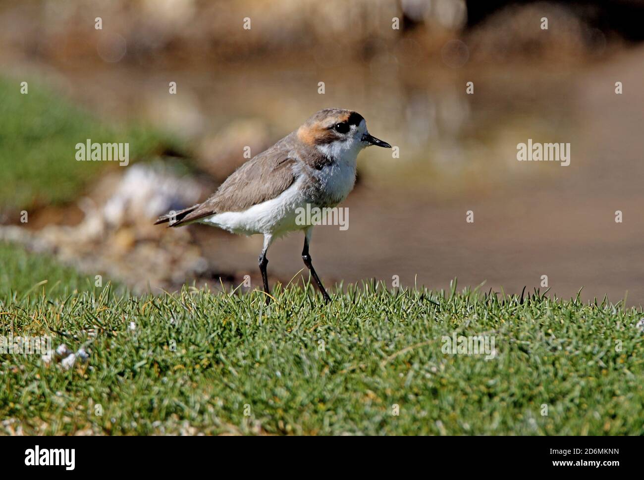 Puna Plover (Charadrius alticola) adult on grassy mound in saltflats  Jujuy, Argentina          January Stock Photo
