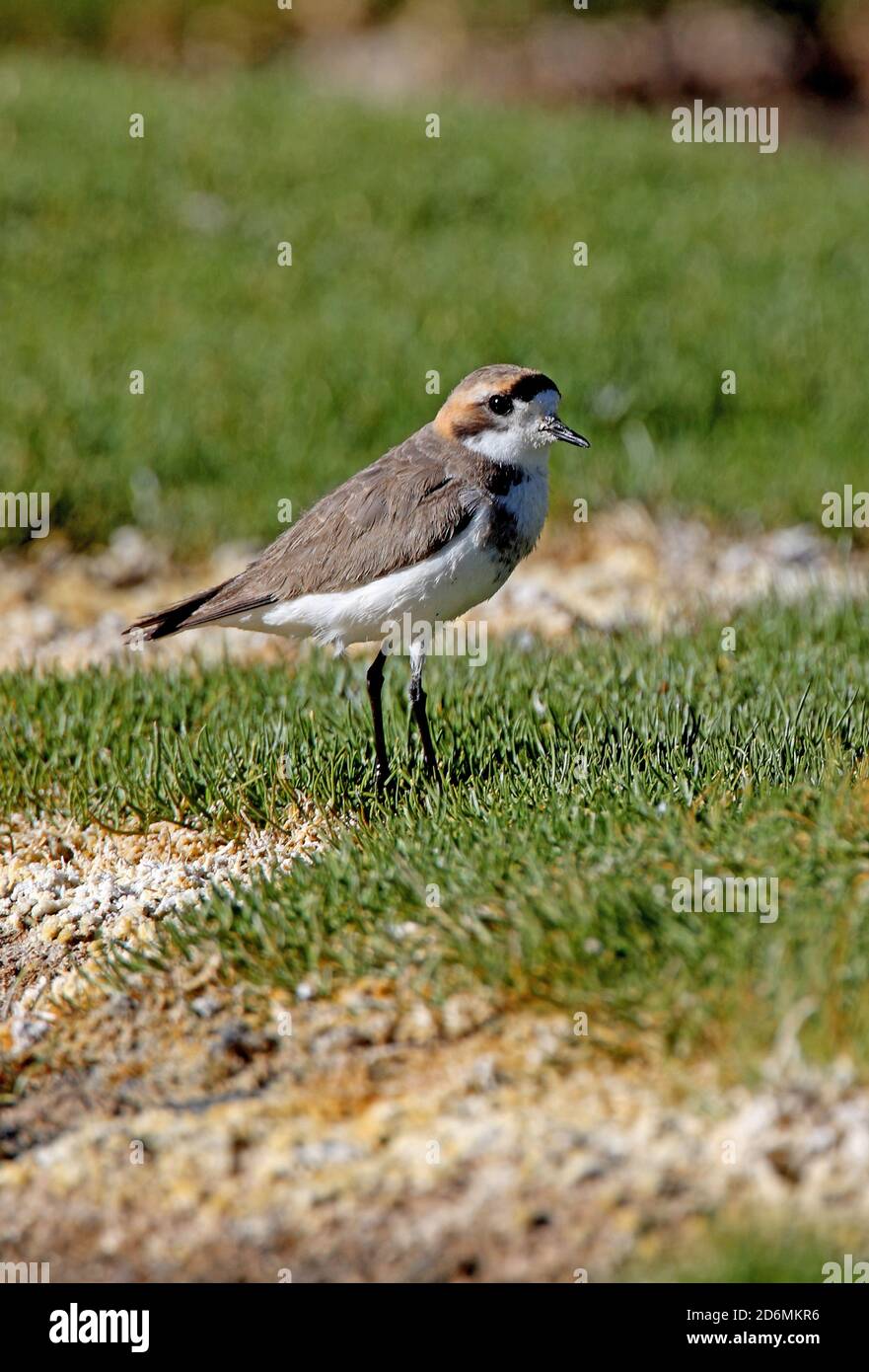 Puna Plover (Charadrius alticola) adult on grassy mound in saltflats  Jujuy, Argentina          January Stock Photo