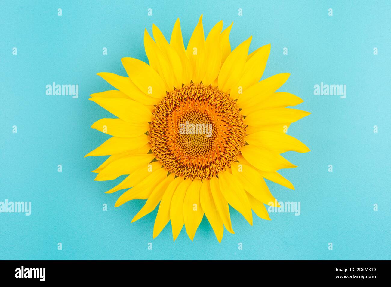 Sunflower flower isolated on a turquoise background Stock Photo - Alamy