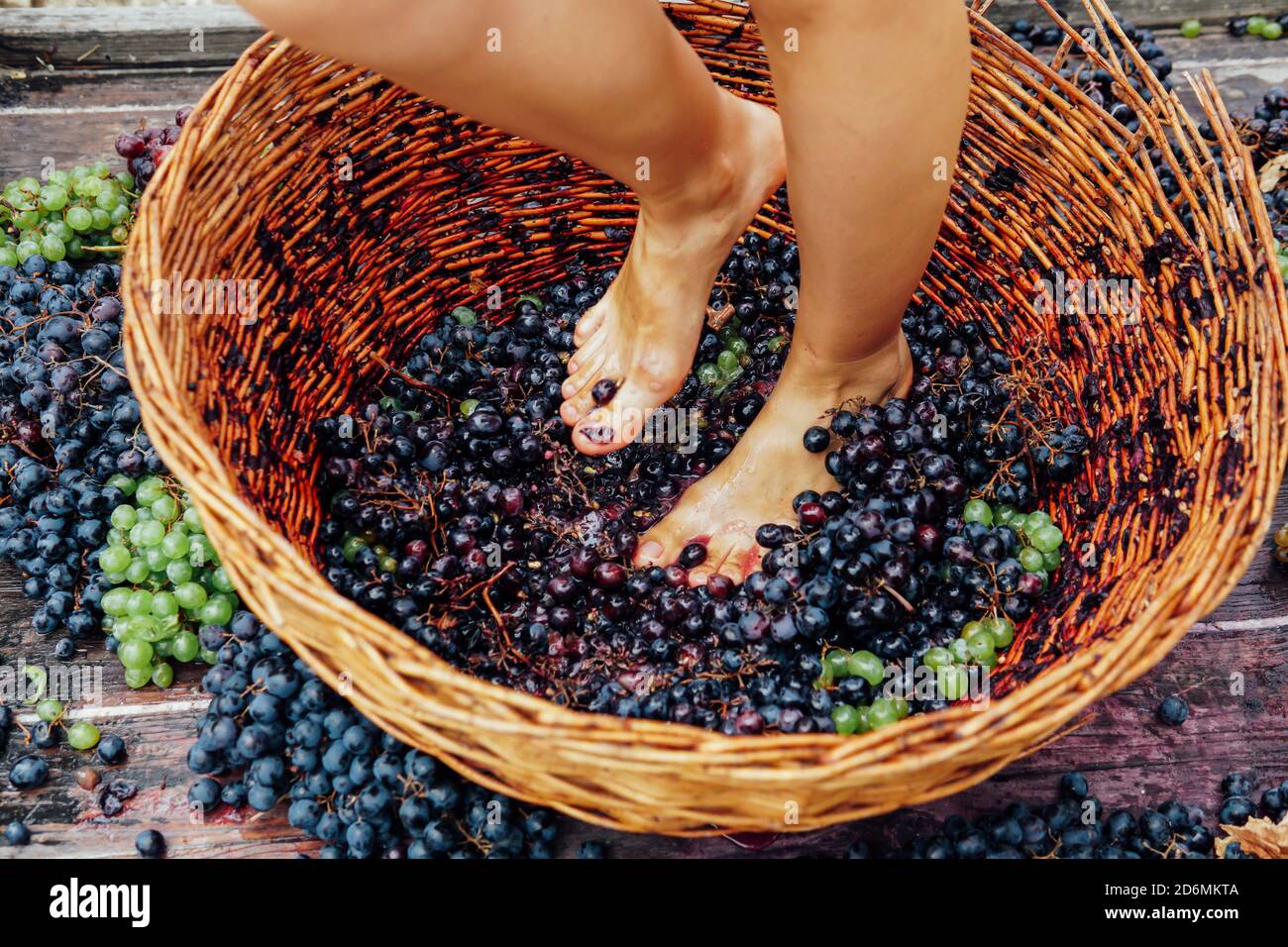 Woman crushes feet of grapes to make wine Stock Photo Alamy