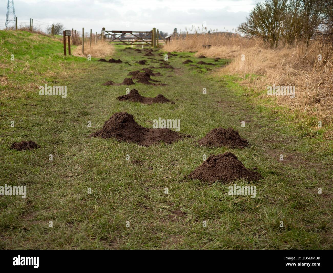 Numerous molehills in a grass countryside lane leading towards a wooden gate Stock Photo