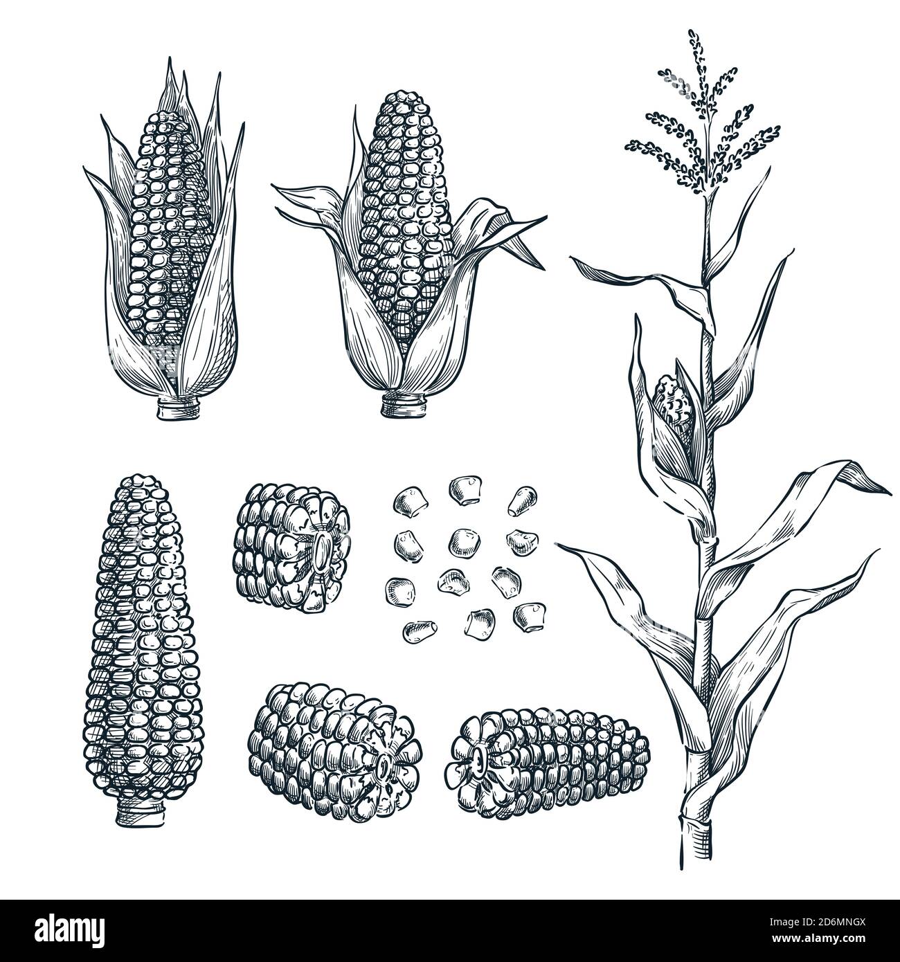 Corn cobs, grain, vector sketch illustration. Cereal agriculture, hand drawn isolated design elements. Stock Vector