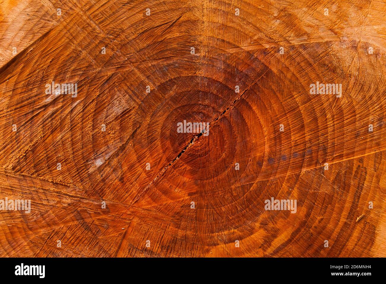 Section of a chopped trunk with aging circles as background Stock Photo