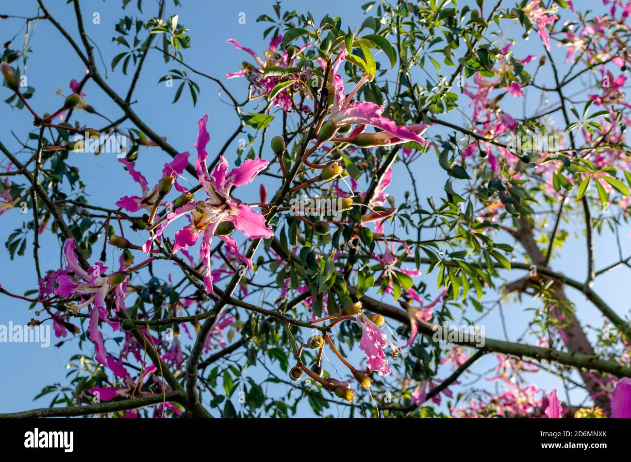 Closeup and selective focus on a pink flower of a Ceiba Speciosa or silk floss tree on a blue sky background. Stock Photo