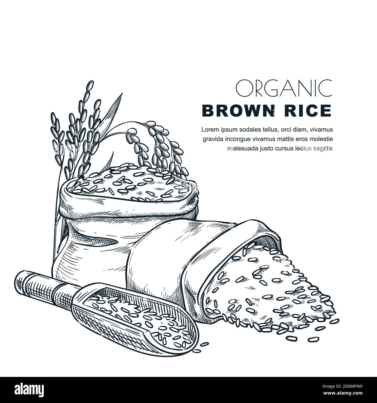 Rice Label Design Template Sketch Vector Illustration Of Cereal Ears Bowl Wooden Spoon And Sack Organic Rice Package Background Stock Vector Image Art Alamy Rice Label Design Template Sketch Vector Illustration Of Cereal Ears Bowl Wooden Spoon And Sack Organic Rice Package Background Stock Vector Image Art Alamy