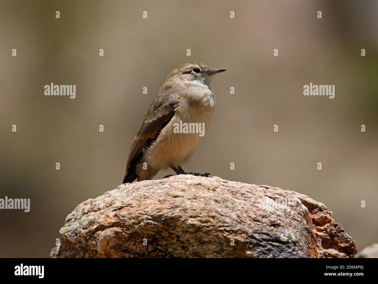 Rufous-banded Miner (Geositta rufipennis) adult perched on rock  Jujuy, Argentina          January Stock Photo