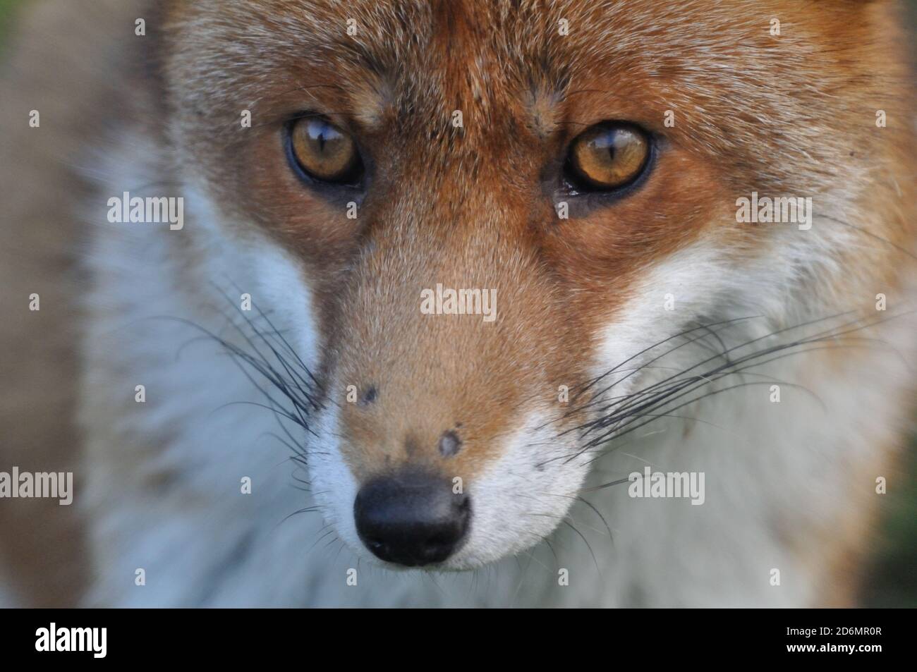 Red fox portrait Stock Photo