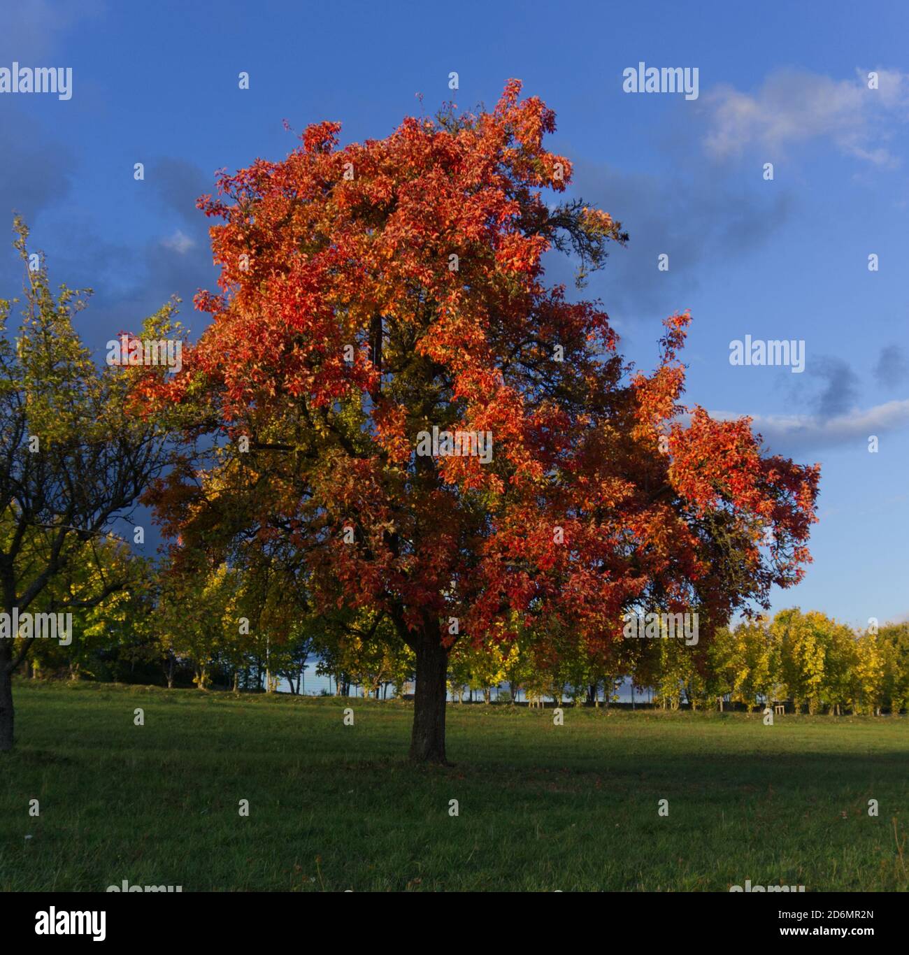 Tree in beginning of fall stock photo alamy