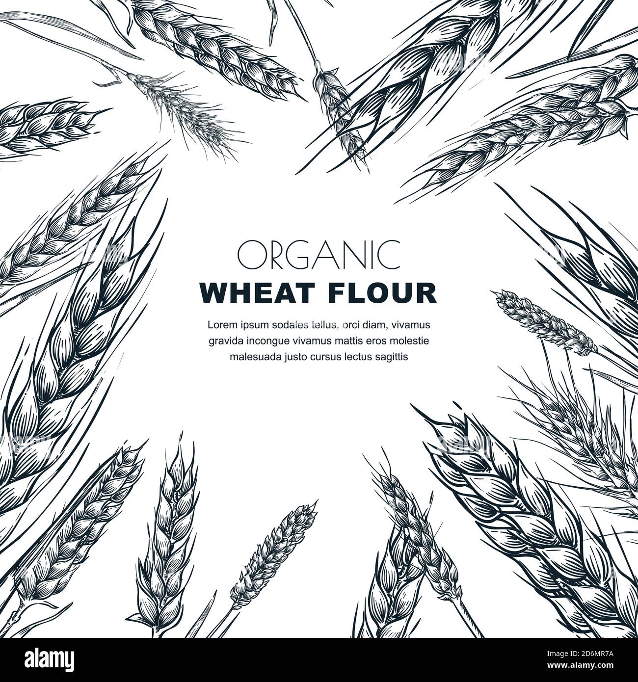 Wheat flour label design template. Sketch vector illustration of cereal ears. Bakery package background. Stock Vector