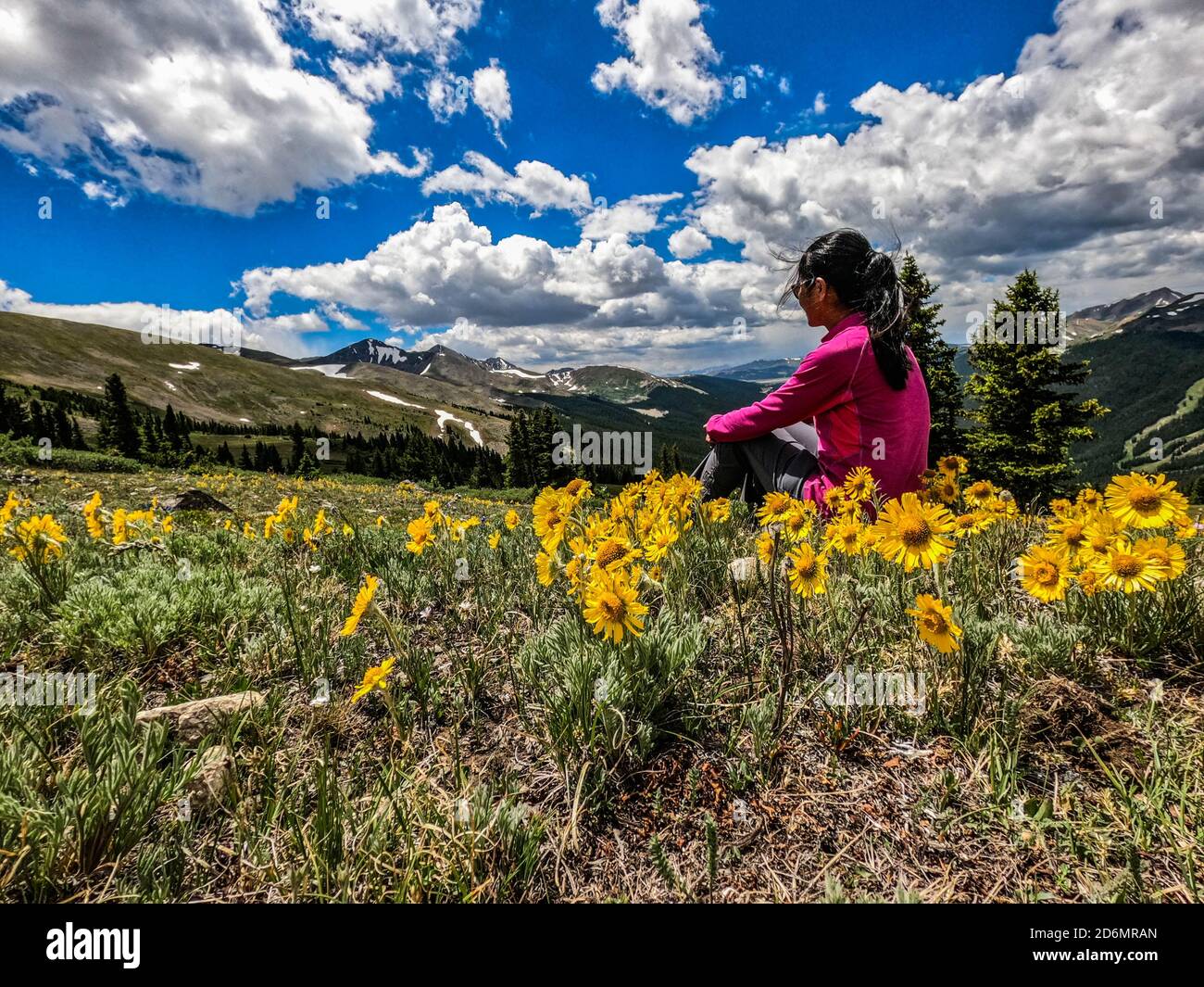 Surrounded by daisies on Kokomo Pass, Colorado Trail, Breckenridge, Colorado Stock Photo