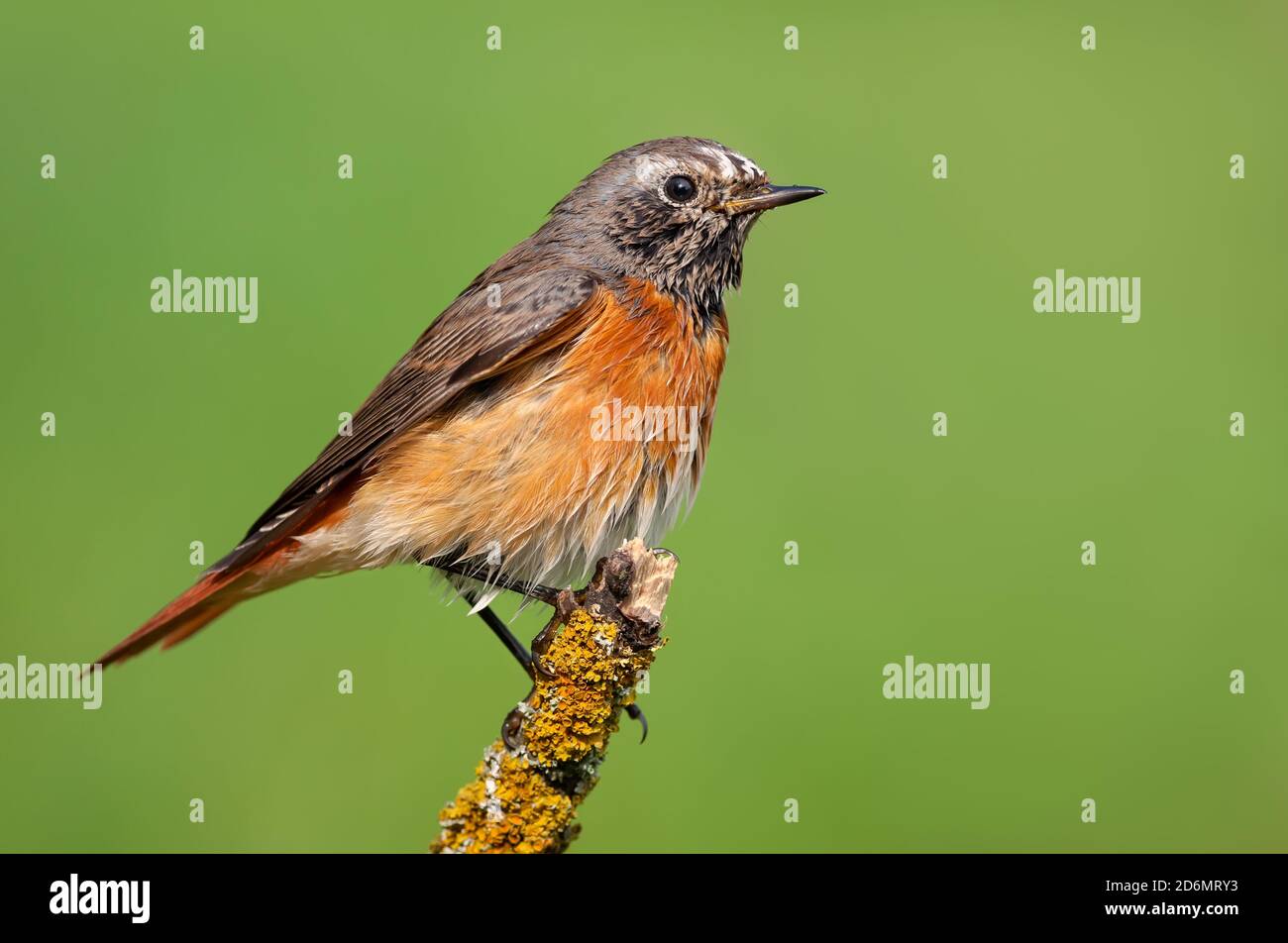 Common redstart (phoenicurus phoenicurus) perched on small lichen stick with clean green background Stock Photo