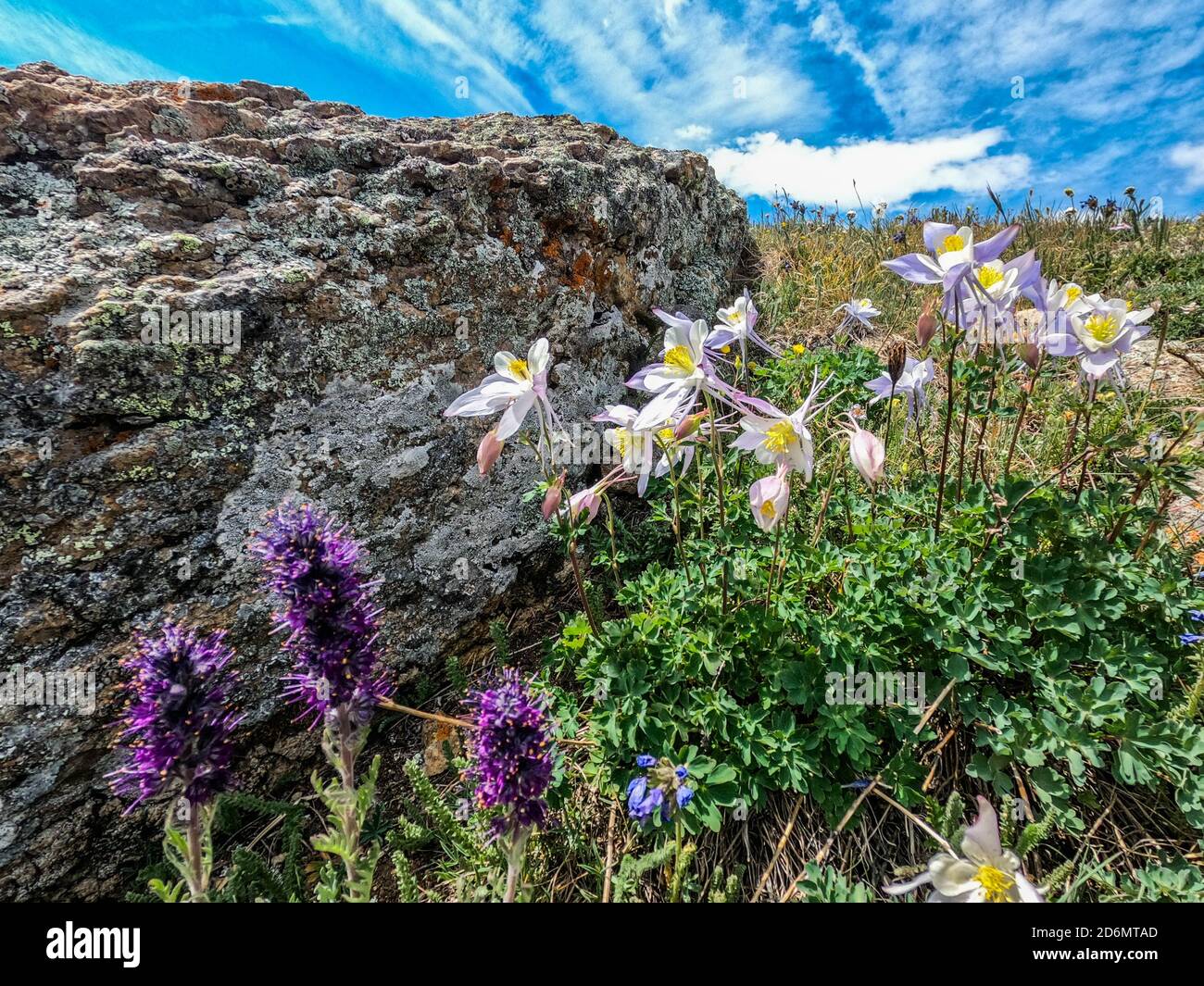 Blue Columbine, (Aquilegia caerulea), Colorado Trail, Colorado Stock Photo