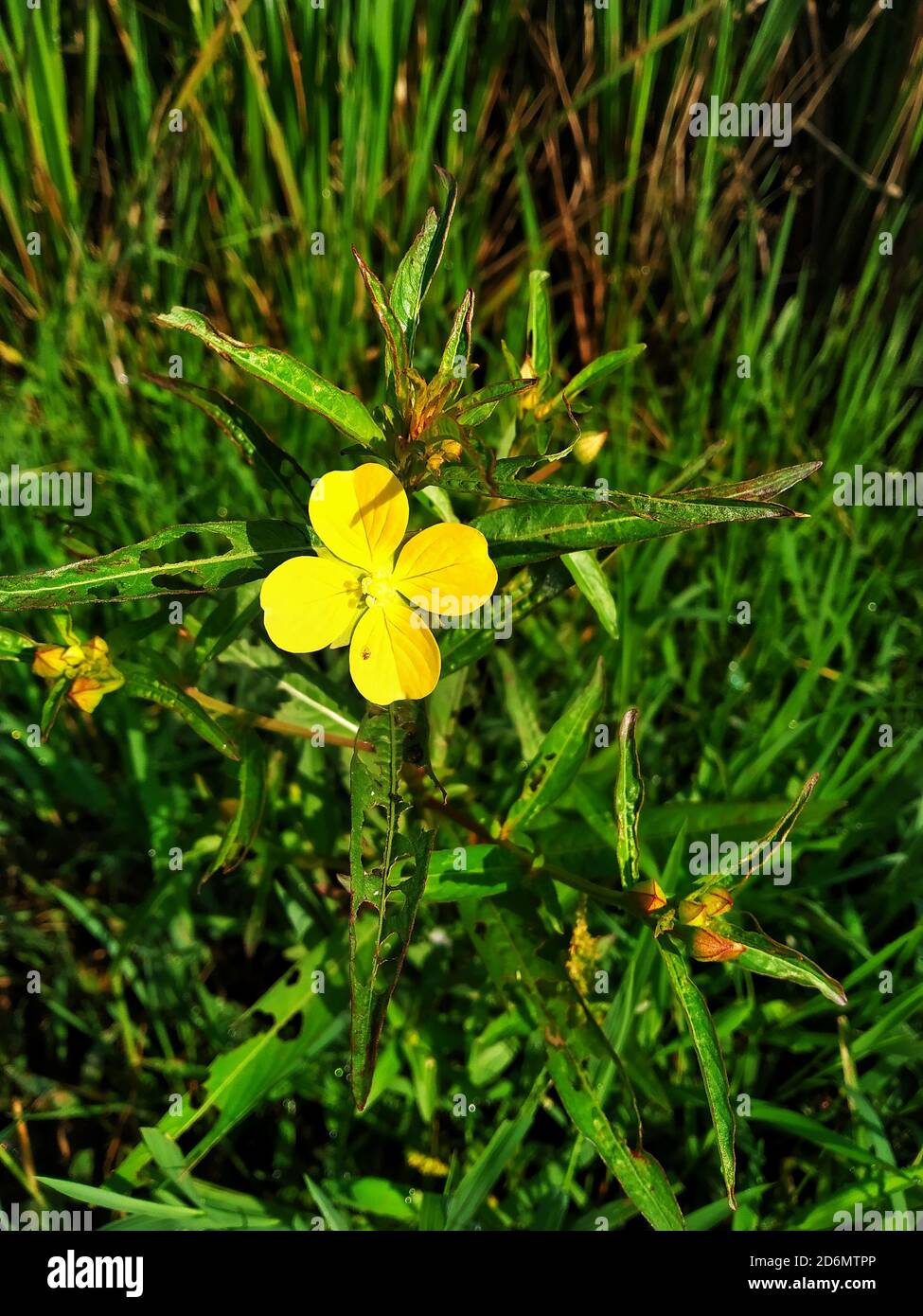 Yellow flower Ludwigia octovalvis is a herbaceous plant species. Ludwigia octovalvis belongs to the genus ludwigior, and the family downyx plants. Stock Photo