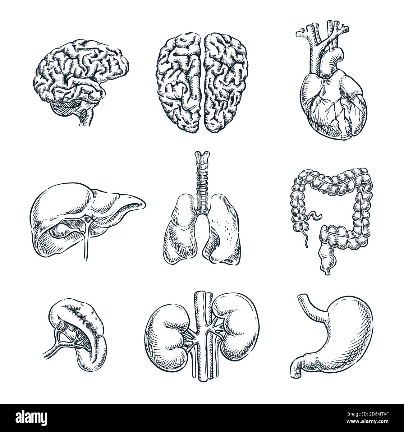 Human internal organs. Vector sketch isolated illustration. Hand drawn doodle anatomy symbols set. Stock Vector
