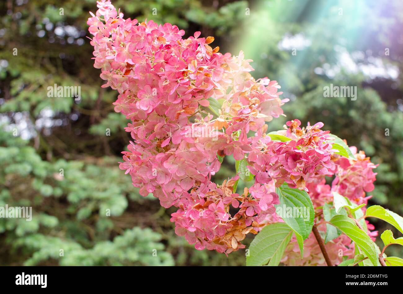 Pink hydrangea flowers in bloom with a sunray on it and fir tree in a background Stock Photo