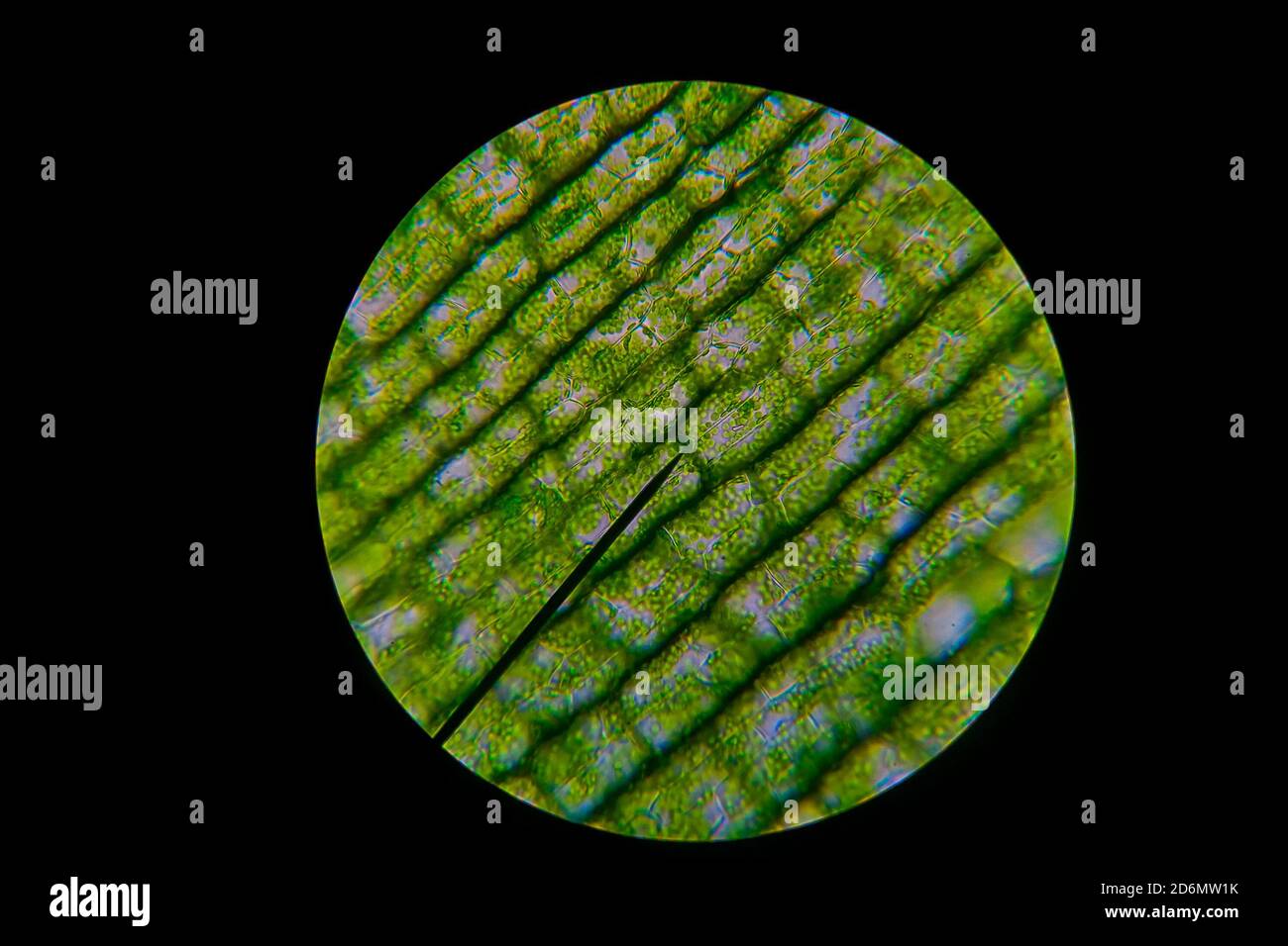 Green leaf grains also known as chloroplasts in cells of a waterweed seen through a microscope. Biology experiment. Stock Photo