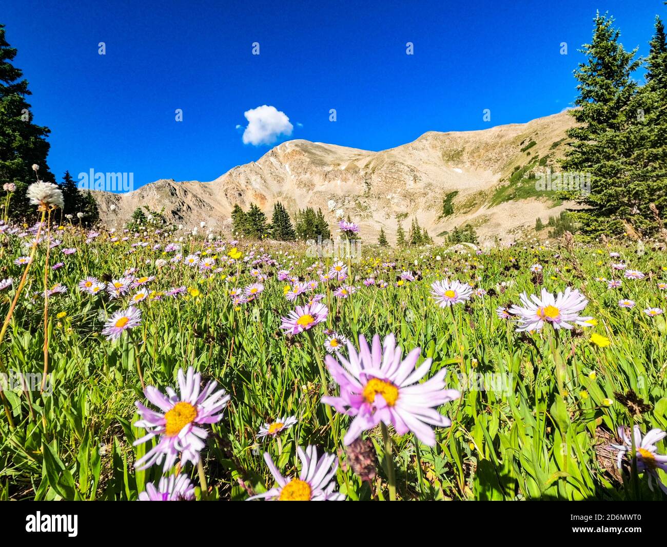 Fields of wildflowers, Colorado Trail, Colorado Stock Photo Alamy