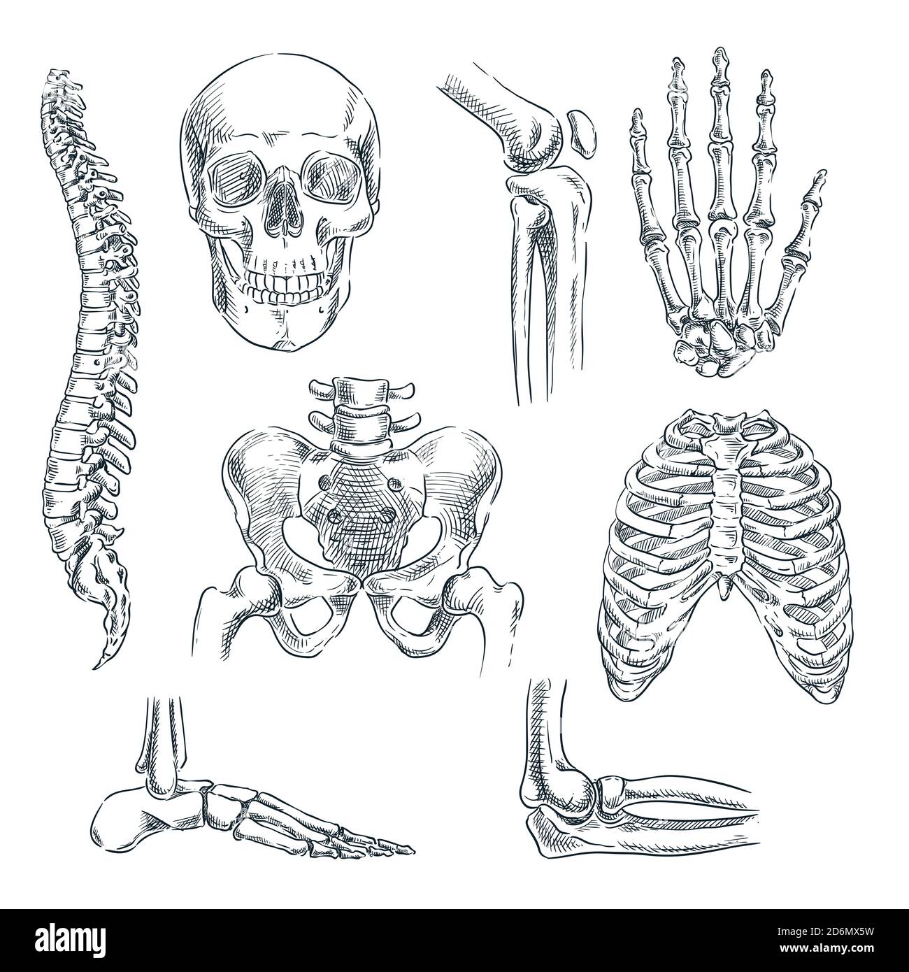 Human skeleton, bones and joints. Vector sketch isolated illustration. Hand drawn doodle anatomy symbols set. Stock Vector