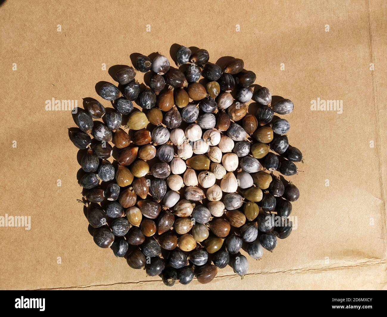 Seeds of Job's tears, scientific name Coix lacrymajobi, also known as