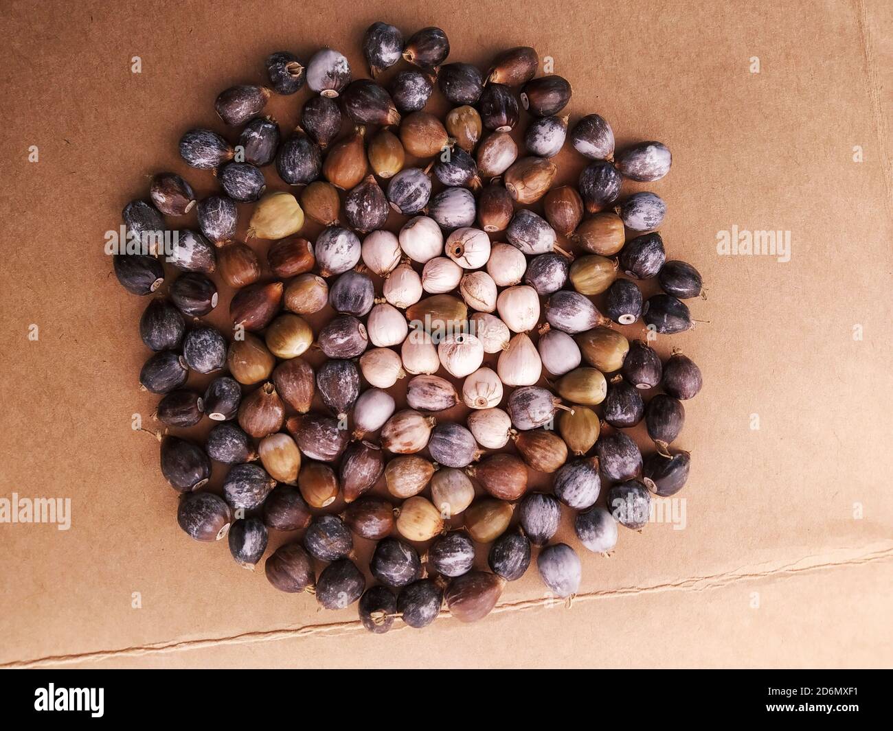 Seeds of Job's tears, scientific name Coix lacrymajobi, also known as