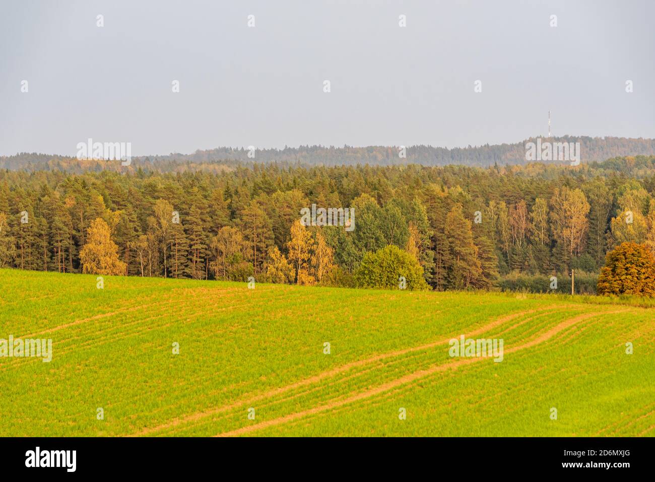 agricultural land cultivated in autumn on uneven ground and trees in the distance Stock Photo