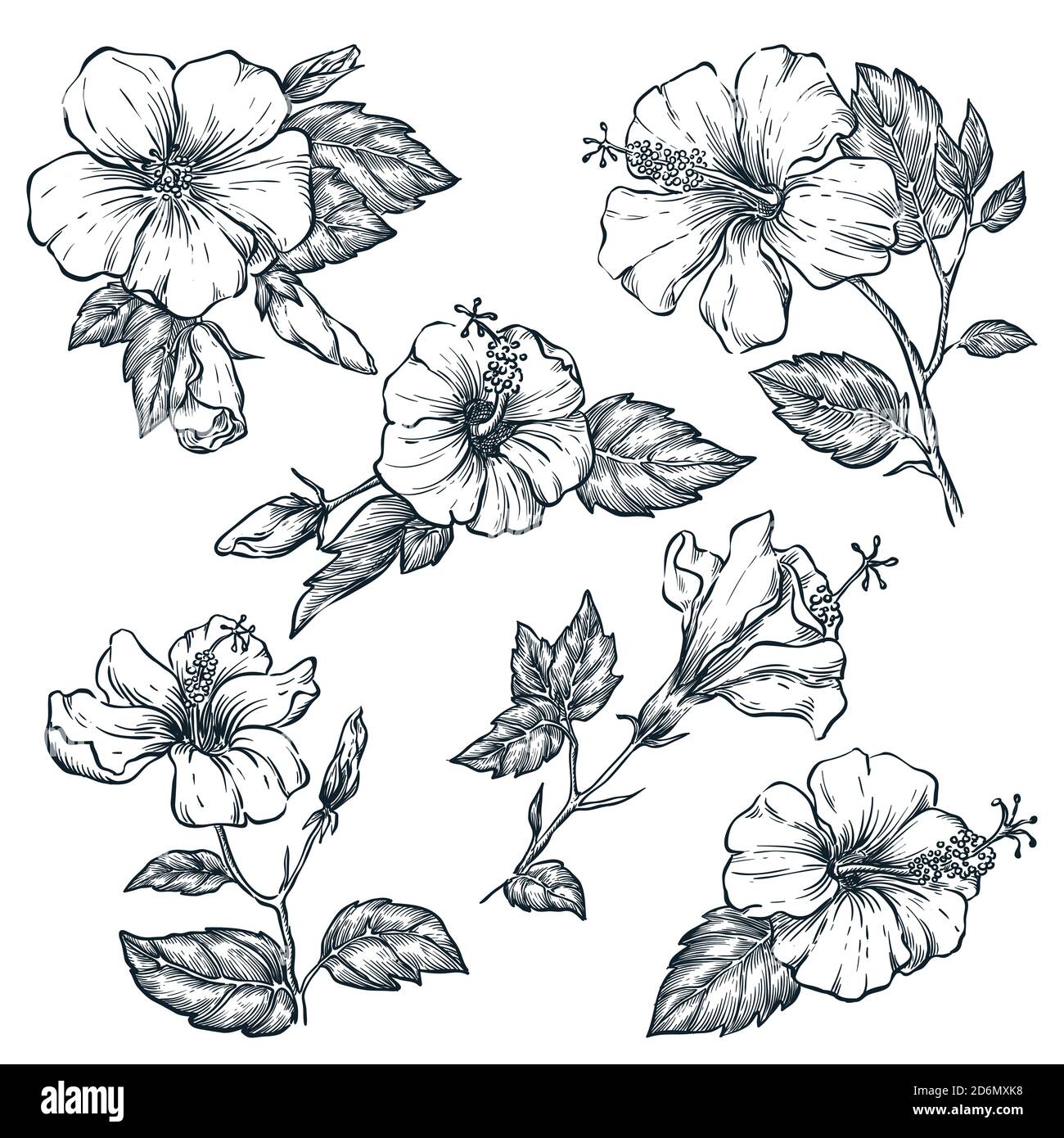 Tropical flowers set, vector sketch illustration. Hand drawn tropic nature and floral design elements. Hibiscus isolated on white background. Stock Vector