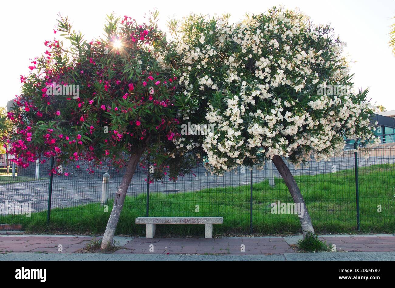 Two trees full of flowers that link together like two lovers Stock Photo