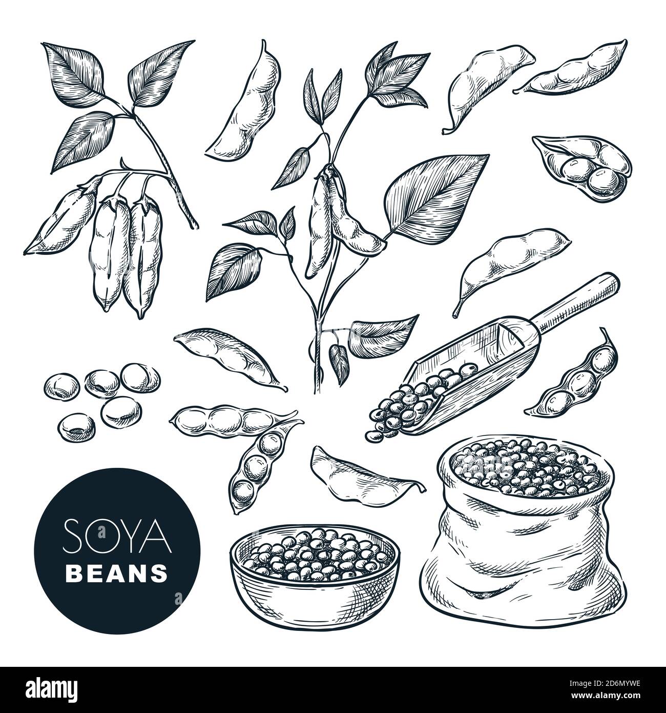 Premium Vector | Soya bean food set sketch hand drawn vector