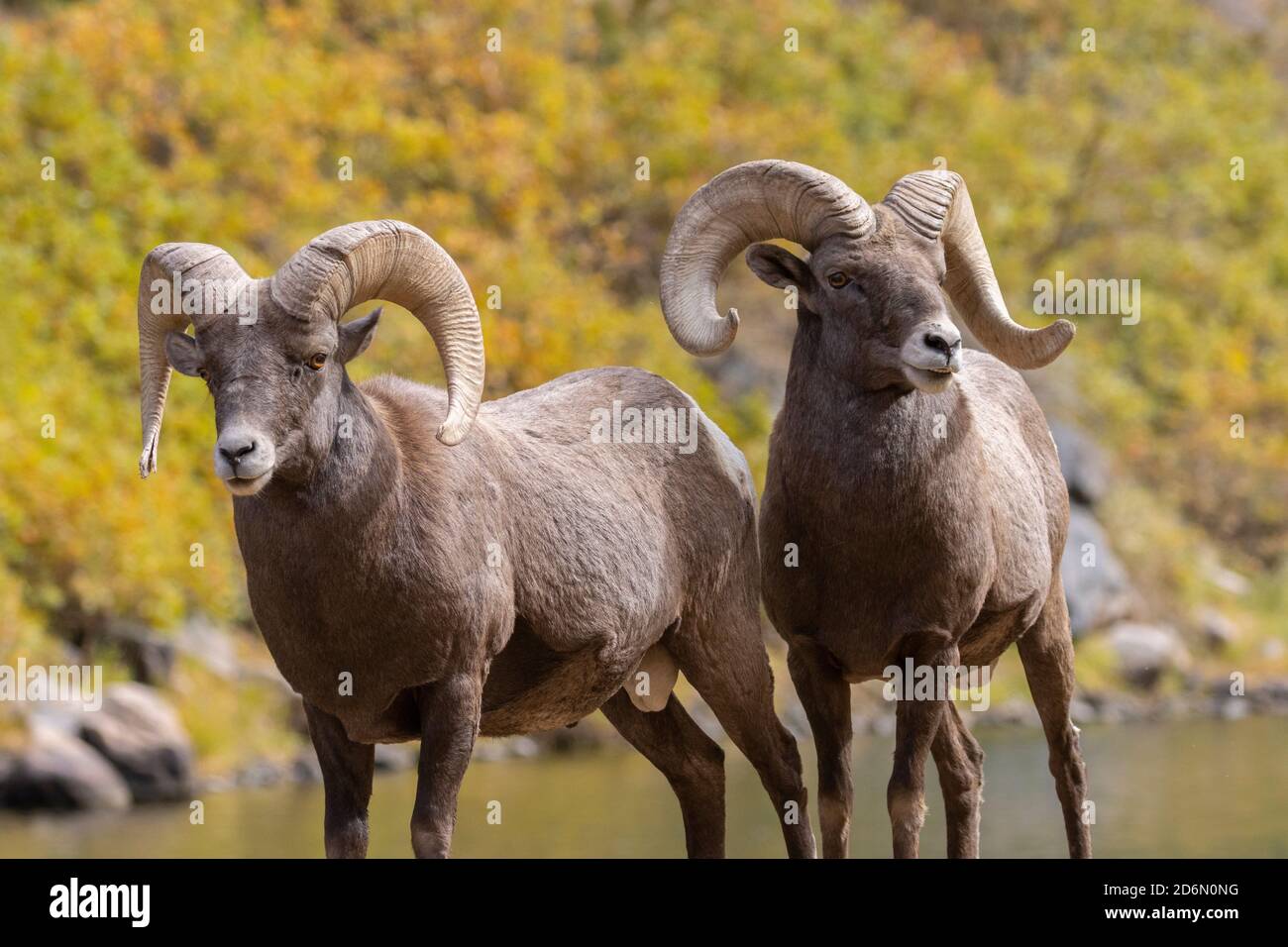 Bighorn sheep rams enjoying a beautiful autumn day in Waterton Canyon ...