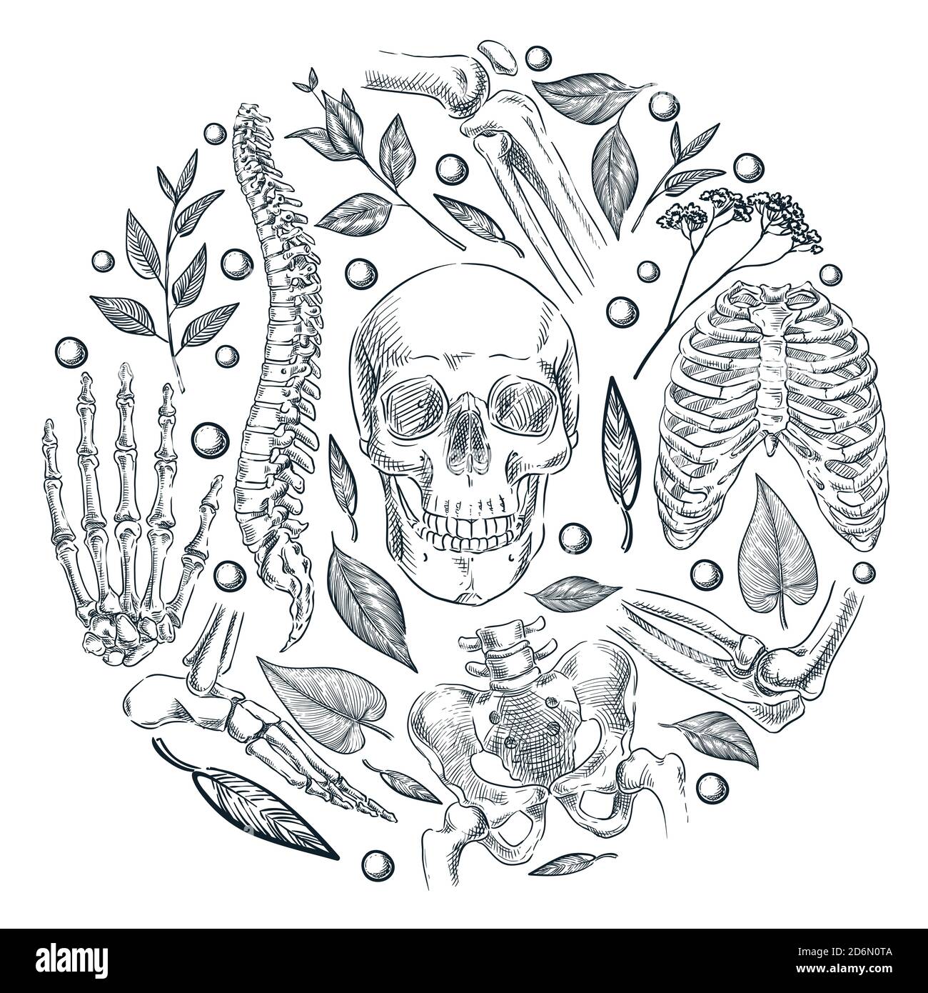 Human skeleton, bones and joints medical poster or label design template. Vector sketch illustration. Natural organic orthopedics treatment. Stock Vector